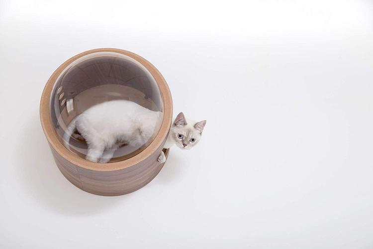 Your Cat Probably Needs This Wall Mounted Bubble Window Bed