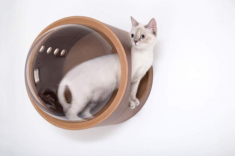 Bubble window outlet cat bed