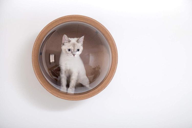 Floating cat bed bubble best sale