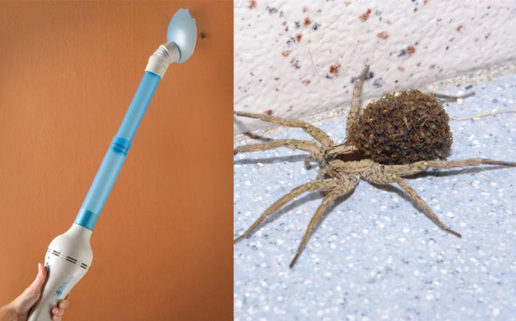 Telescoping Bug Vacuum Lets You Catch Bugs And Spiders From Far Away