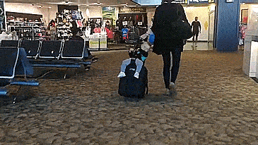 Buggy Bagrider Carry-on luggage that doubles as a stroller - luggage baby stroller combo