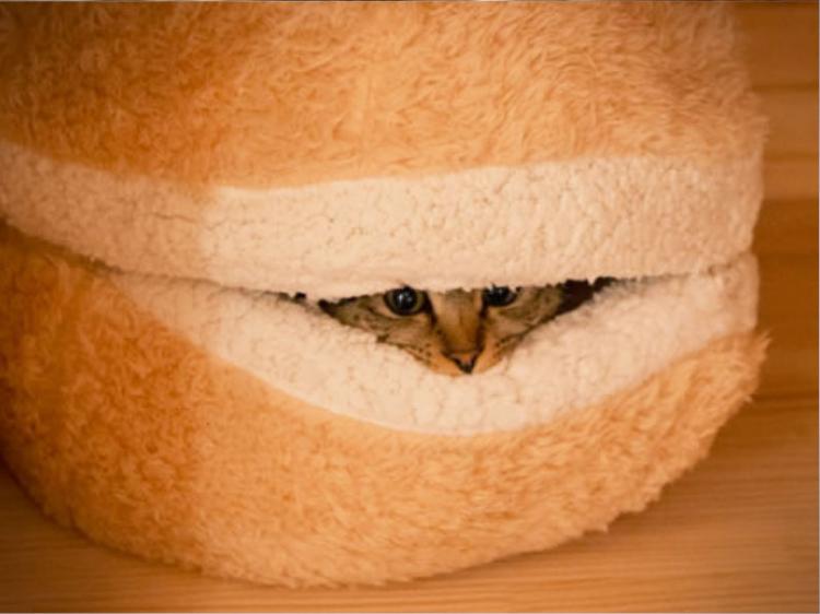 Cheeseburger cat clearance bed