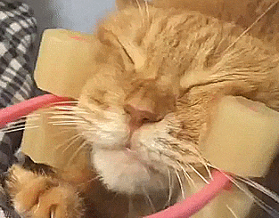 Cat Face Massager - Rolling Cat Face Massager