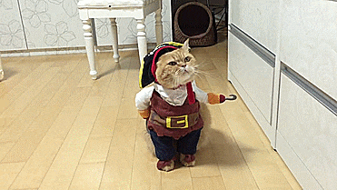 Cat Pirate Costume - GIF