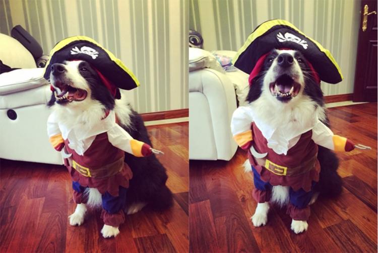 Dog Pirate Costume