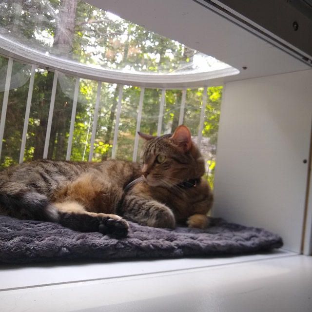 Cat Solarium Cat Patio in window