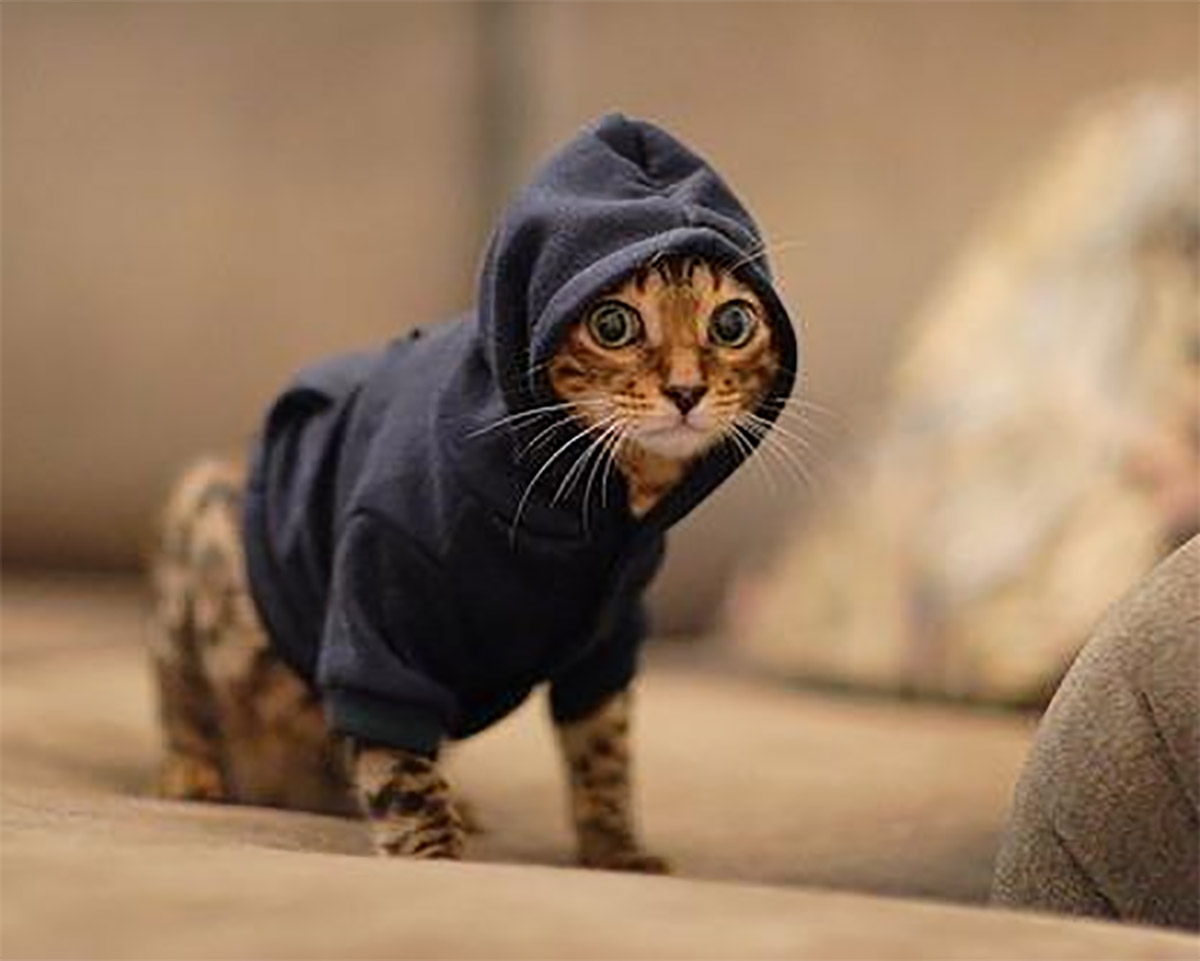 Cat In Sweater Sweatshirt at Wanda Bridges blog