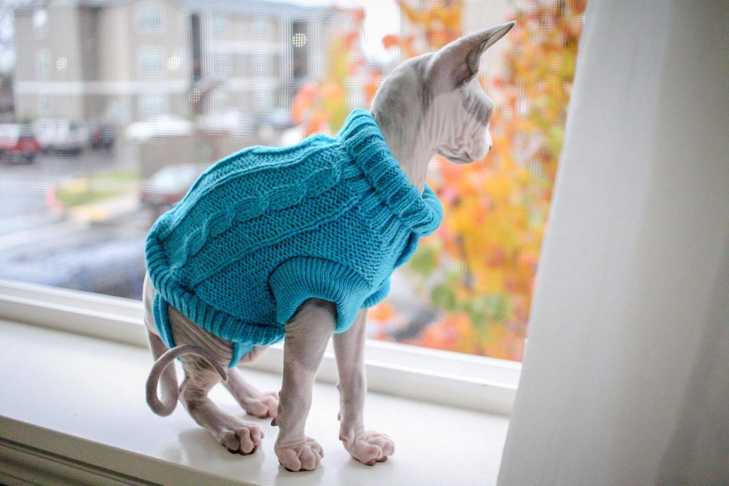 Cat Cardigan Sweater - Sweater for cats
