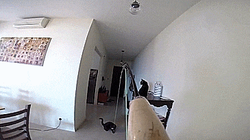 Cat Toy Fly Fishing Pole - GIF