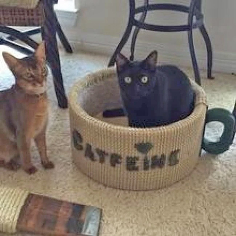 Catfeine Coffee Mug Shaped Cat Bed - Caffeine Cat Bed