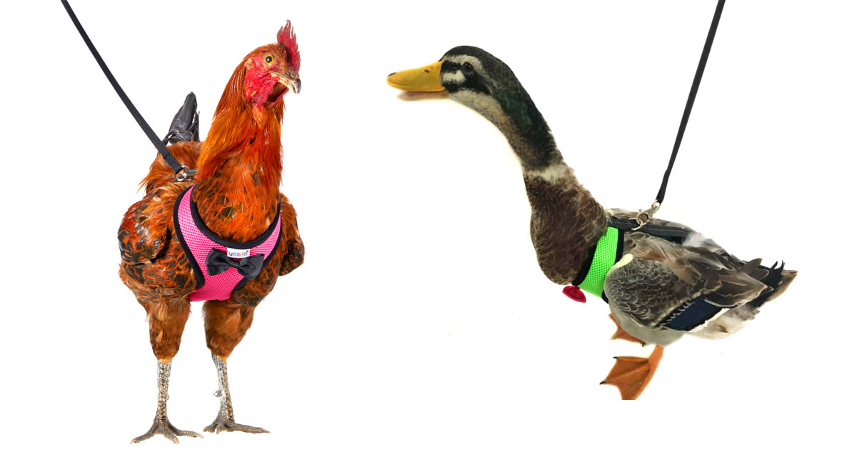 Chicken harnesses for walking your chicken