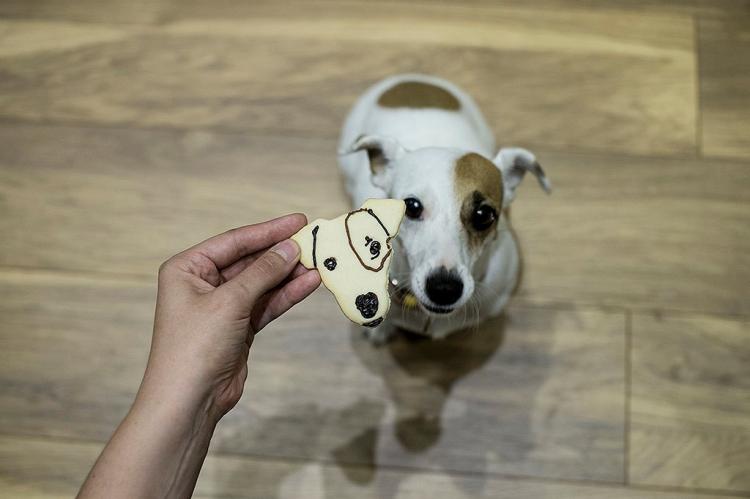 dog face cookie cutter