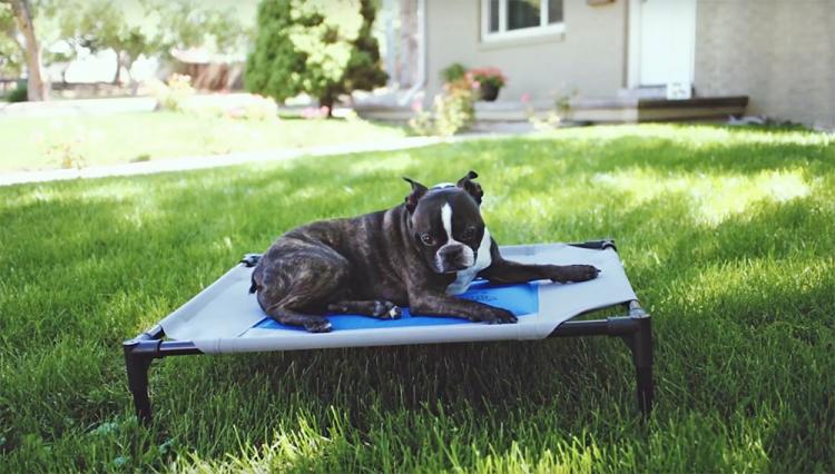 Cooling Outdoor Dog Lounger With Cold Water Bladder Keeps Pooch Cool In Hot Summer