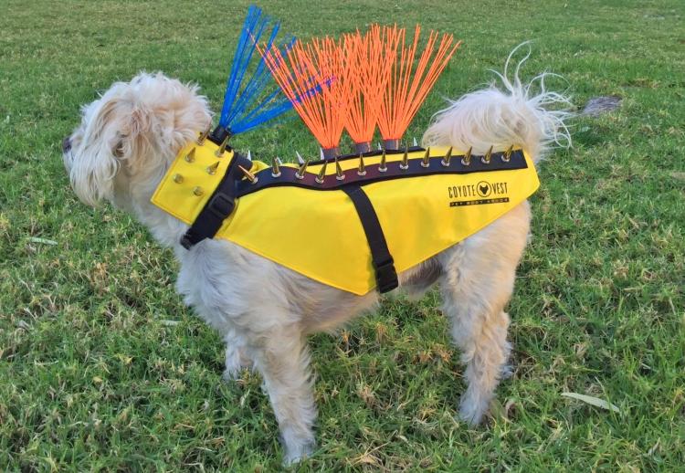 Coyote Vest: Spiked Dog Harness Protects Against Coyotes and Birds of Prey