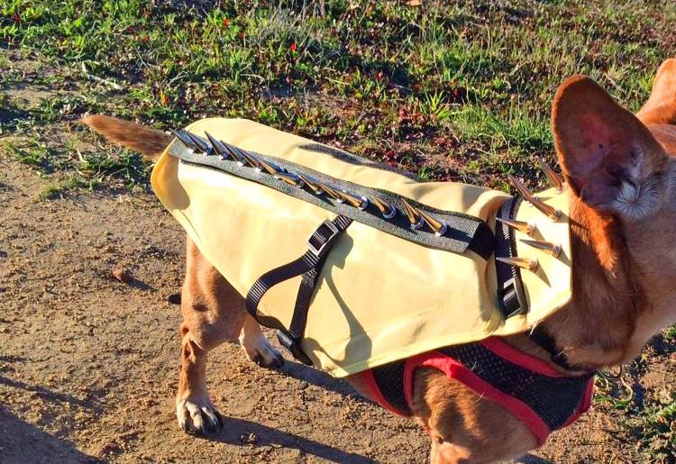 coyote vest for dogs with spikes