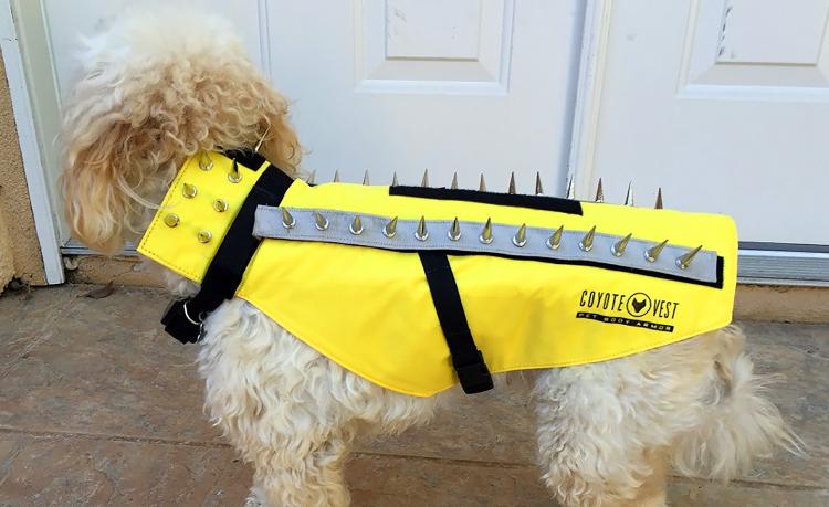 Dog harness hotsell with spikes