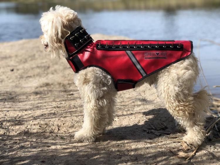 Coyote harness best sale for dogs