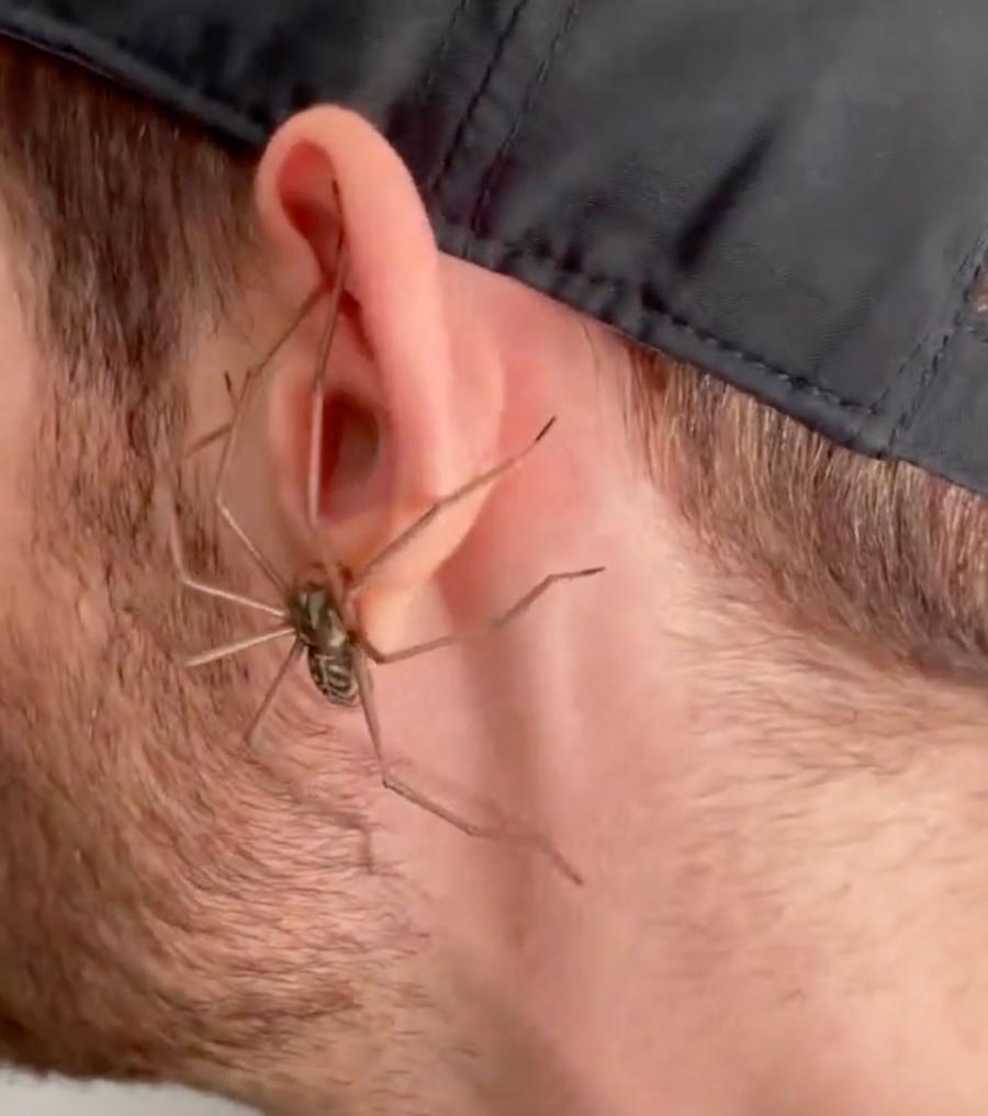 Giant Spider Earrings
