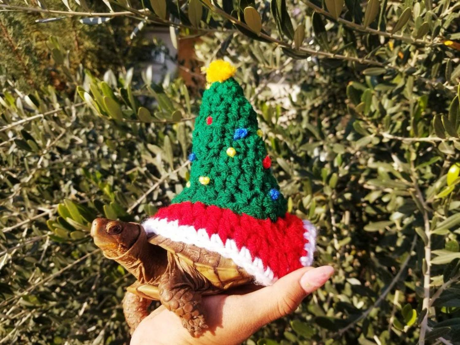 Turtle christmas clearance sweater