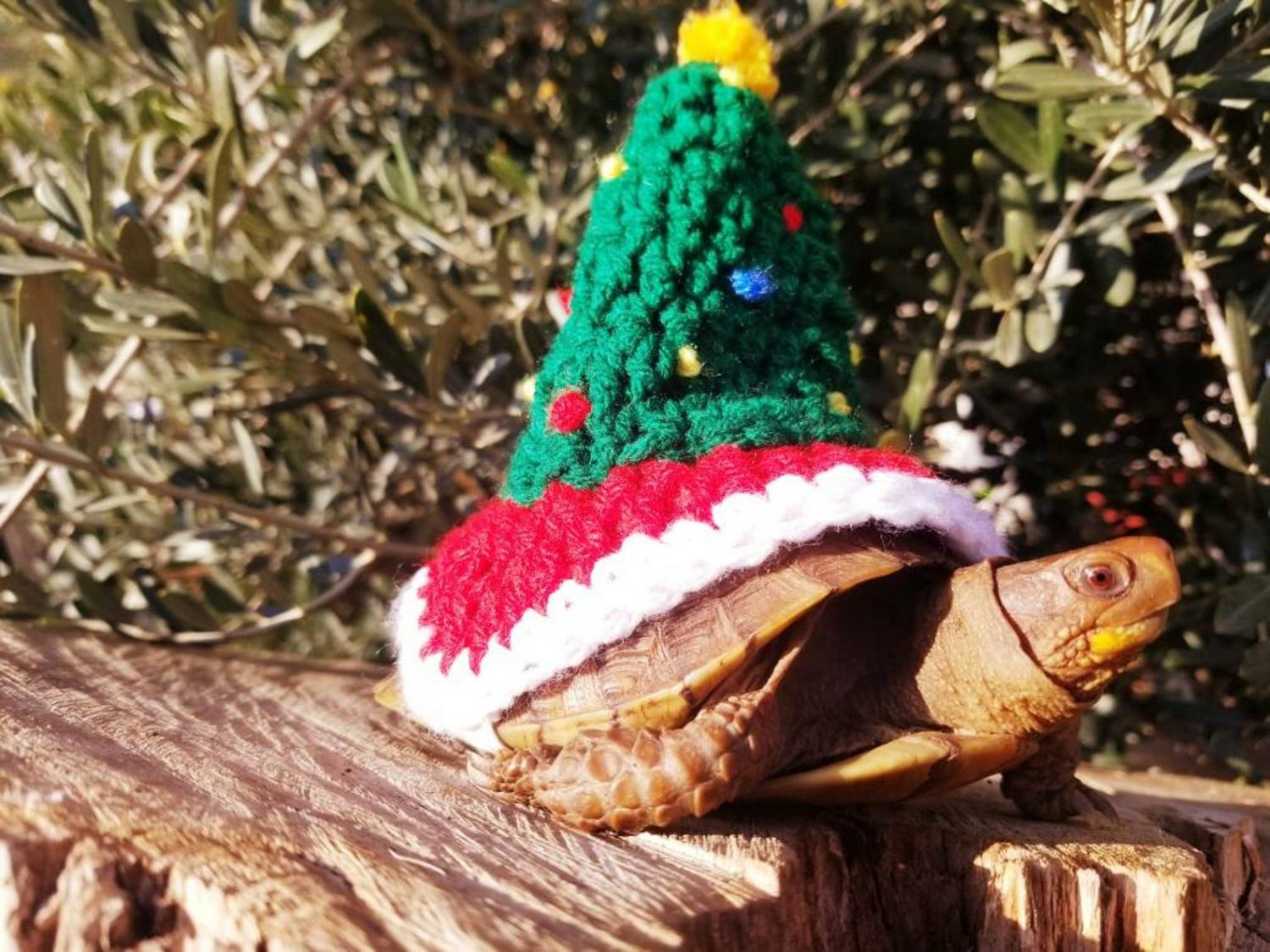 Turtles hot sale wearing sweaters