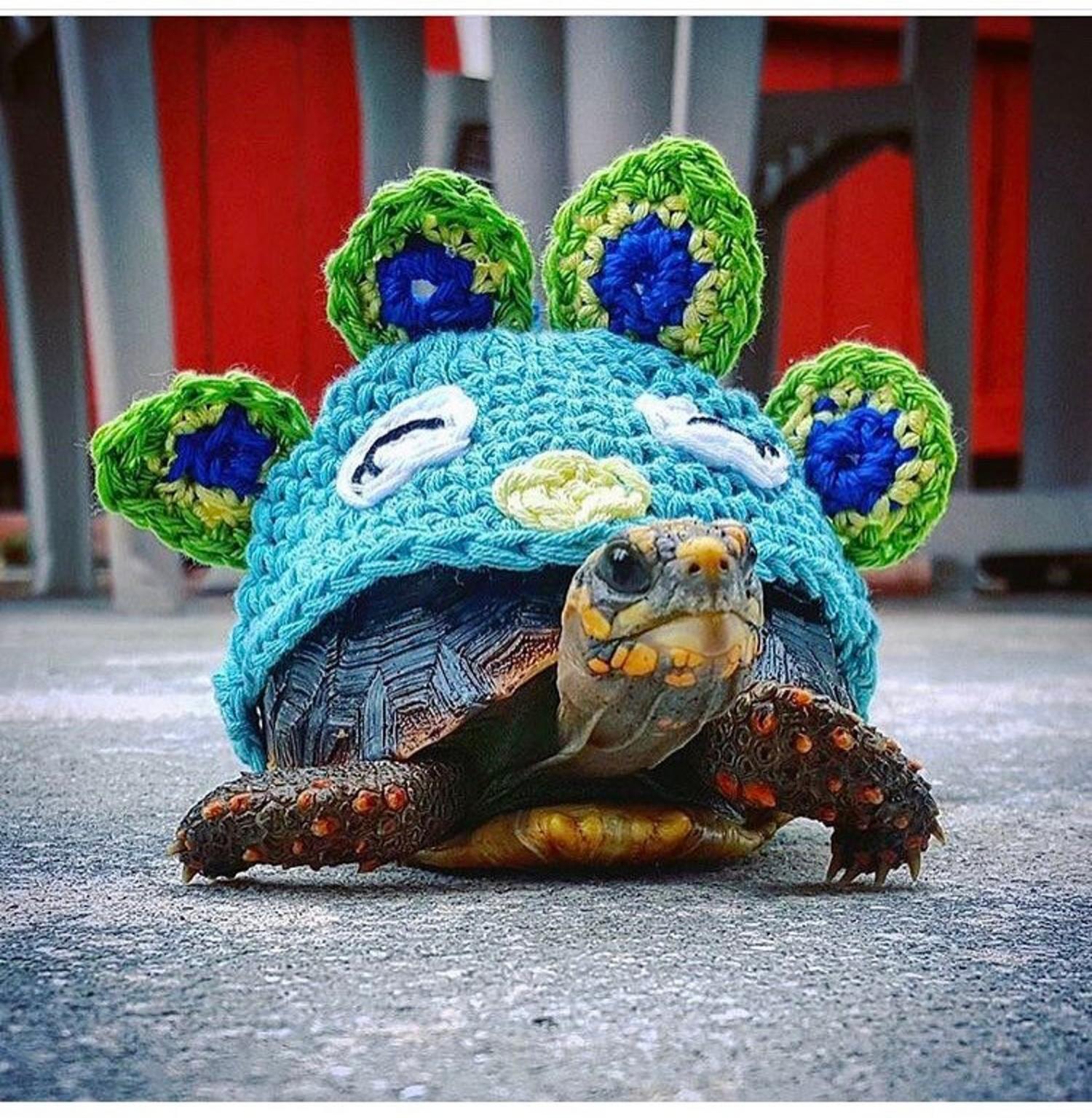 These Crochet Turtle Sweaters Are The Cutest Way To Keep Your Turtles Cozy