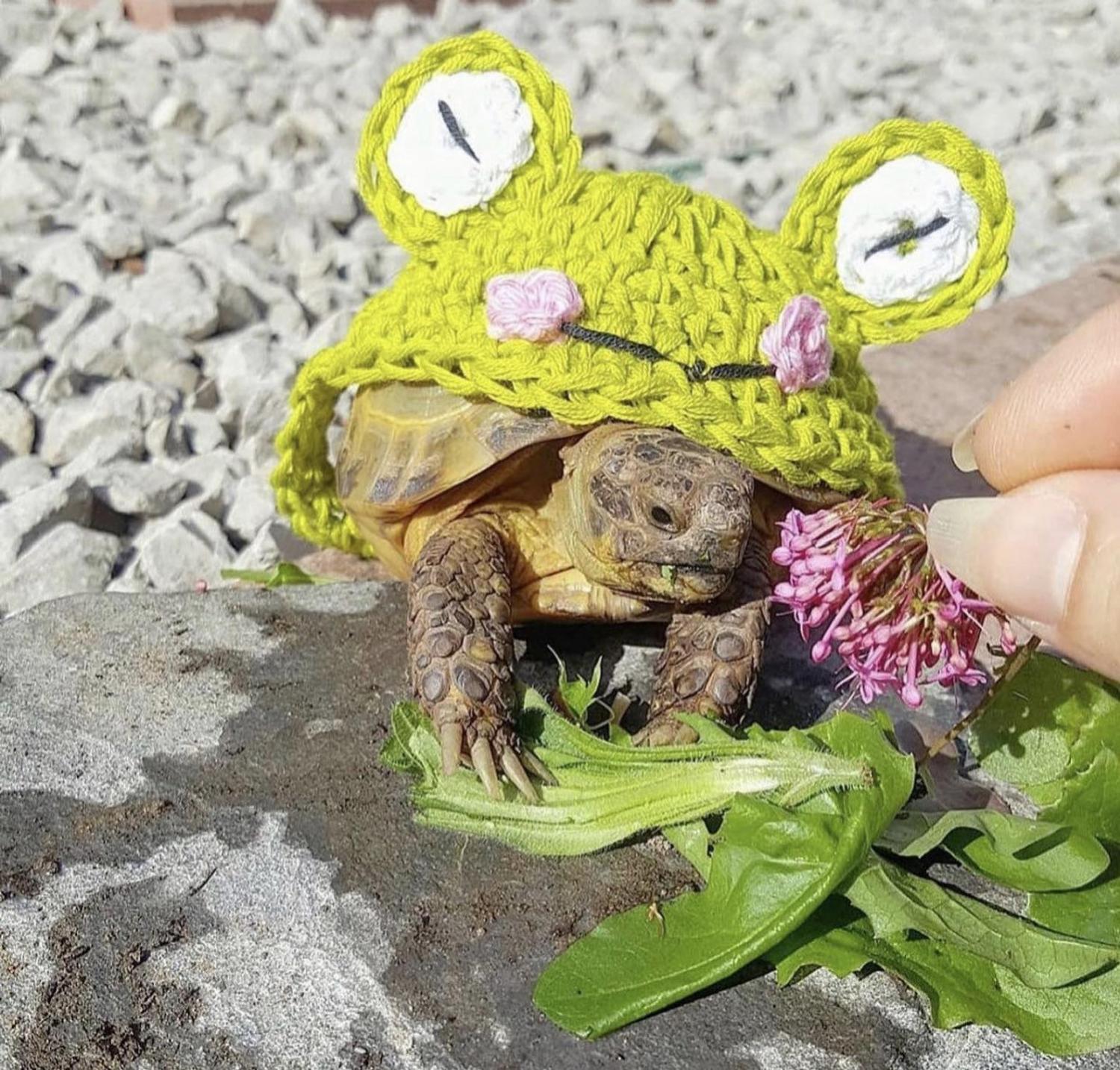 Crochet Turtle Sweater - Frog tortoise cozy