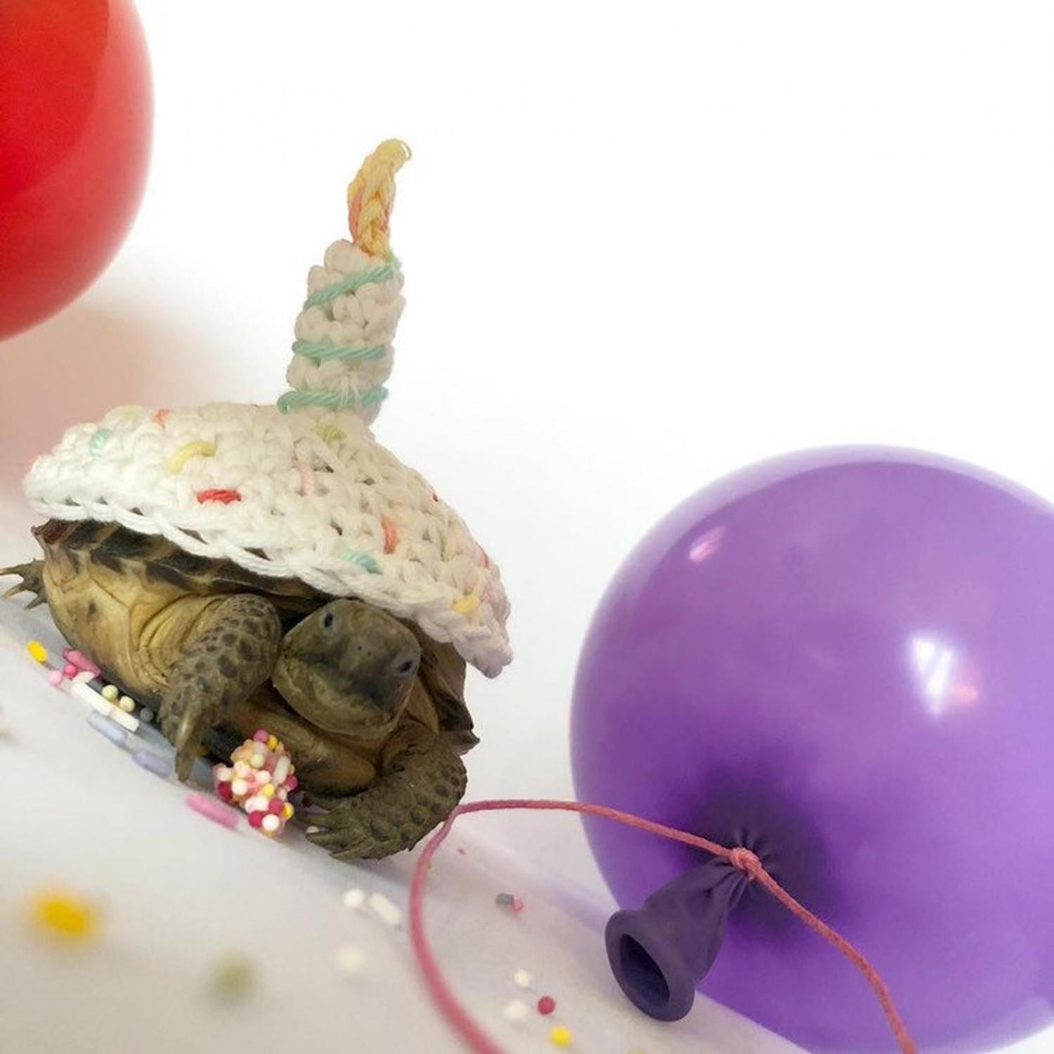 Crochet Turtle Sweater - Birthday Cake tortoise cozy