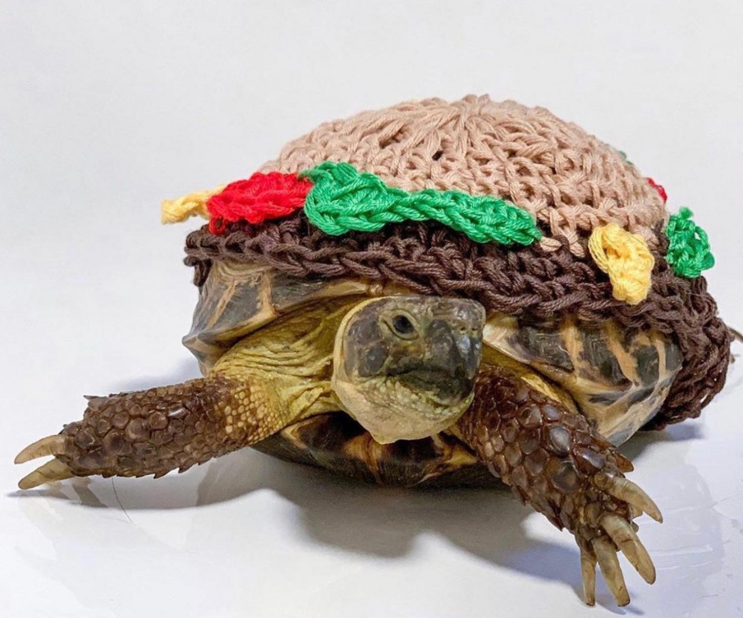 tortoise jumper crochet pattern