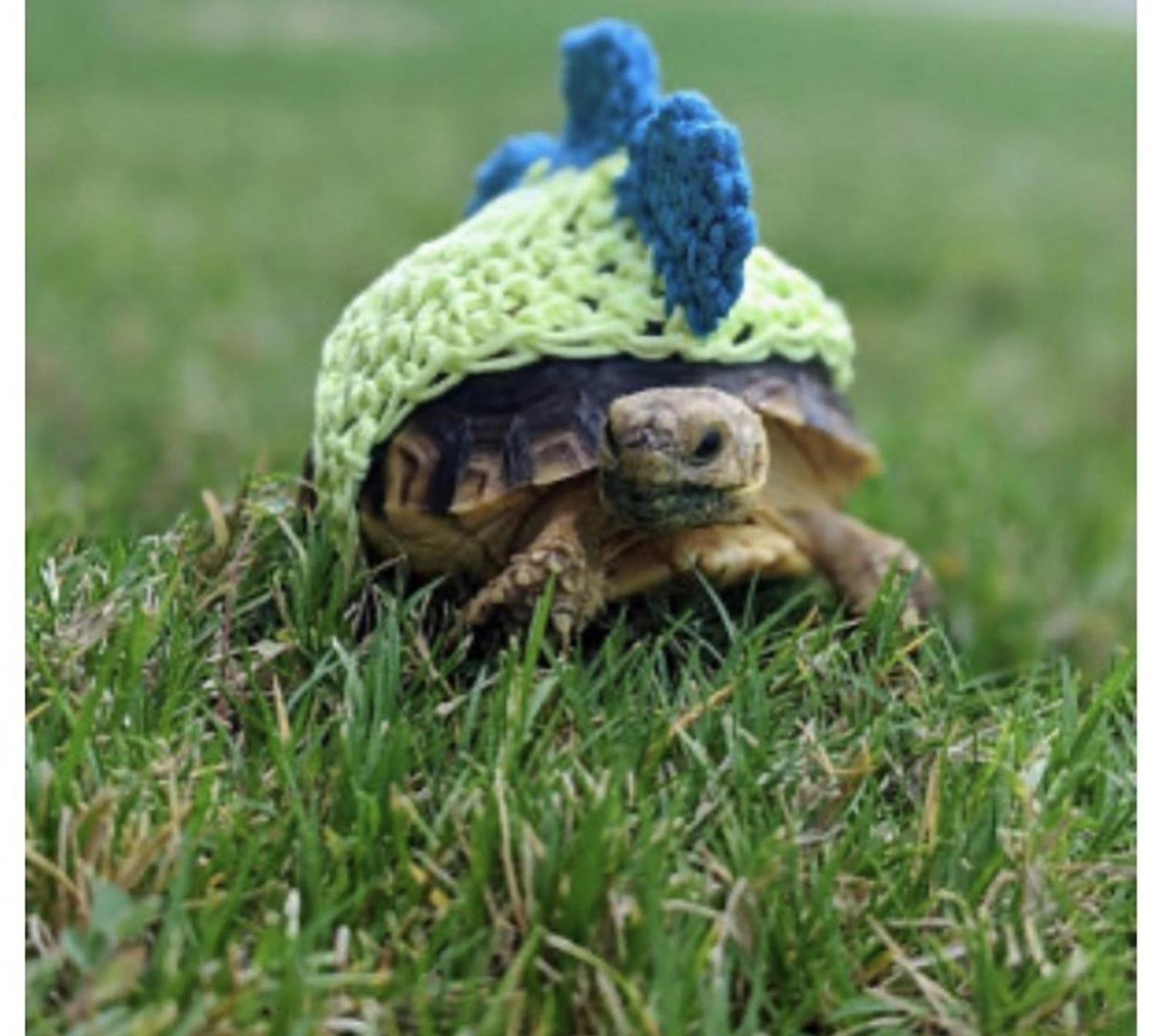Crochet Turtle Sweater - Stegosaurus Dinosaur tortoise cozy