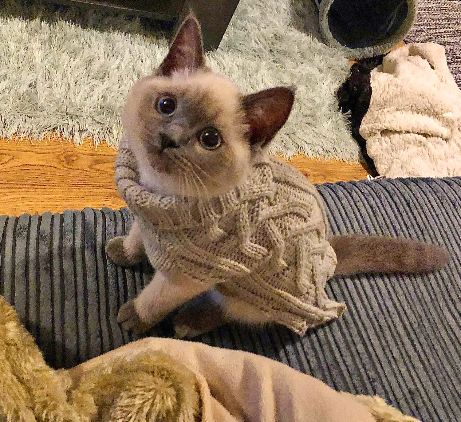 Crochet cat sweaters