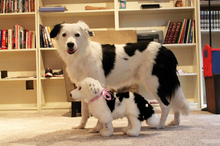 Cuddle Clones Make Your Dog Into A Stuffed Animal