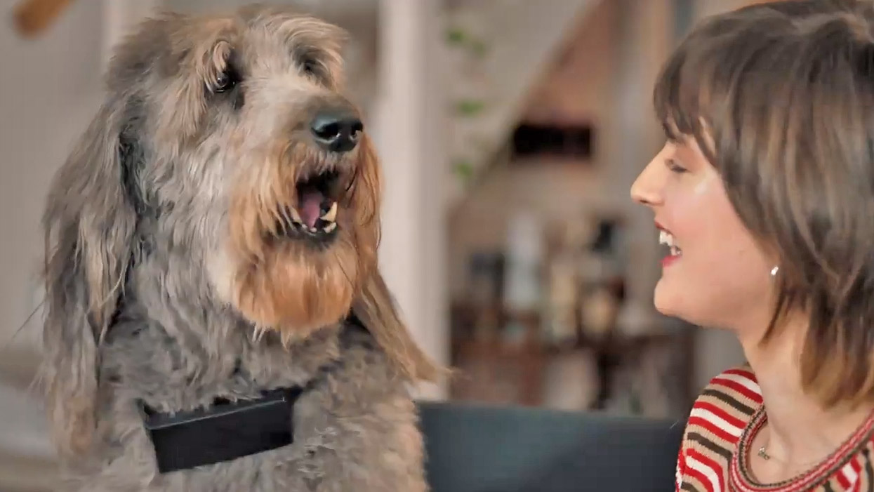 CussCollar - Cursing Dog Collar That Swears When Your Dog Barks