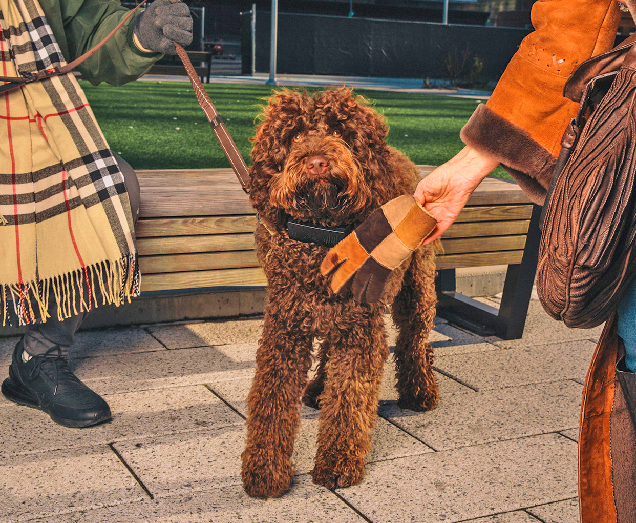 CussCollar - Cursing Dog Collar That Swears When Your Dog Barks