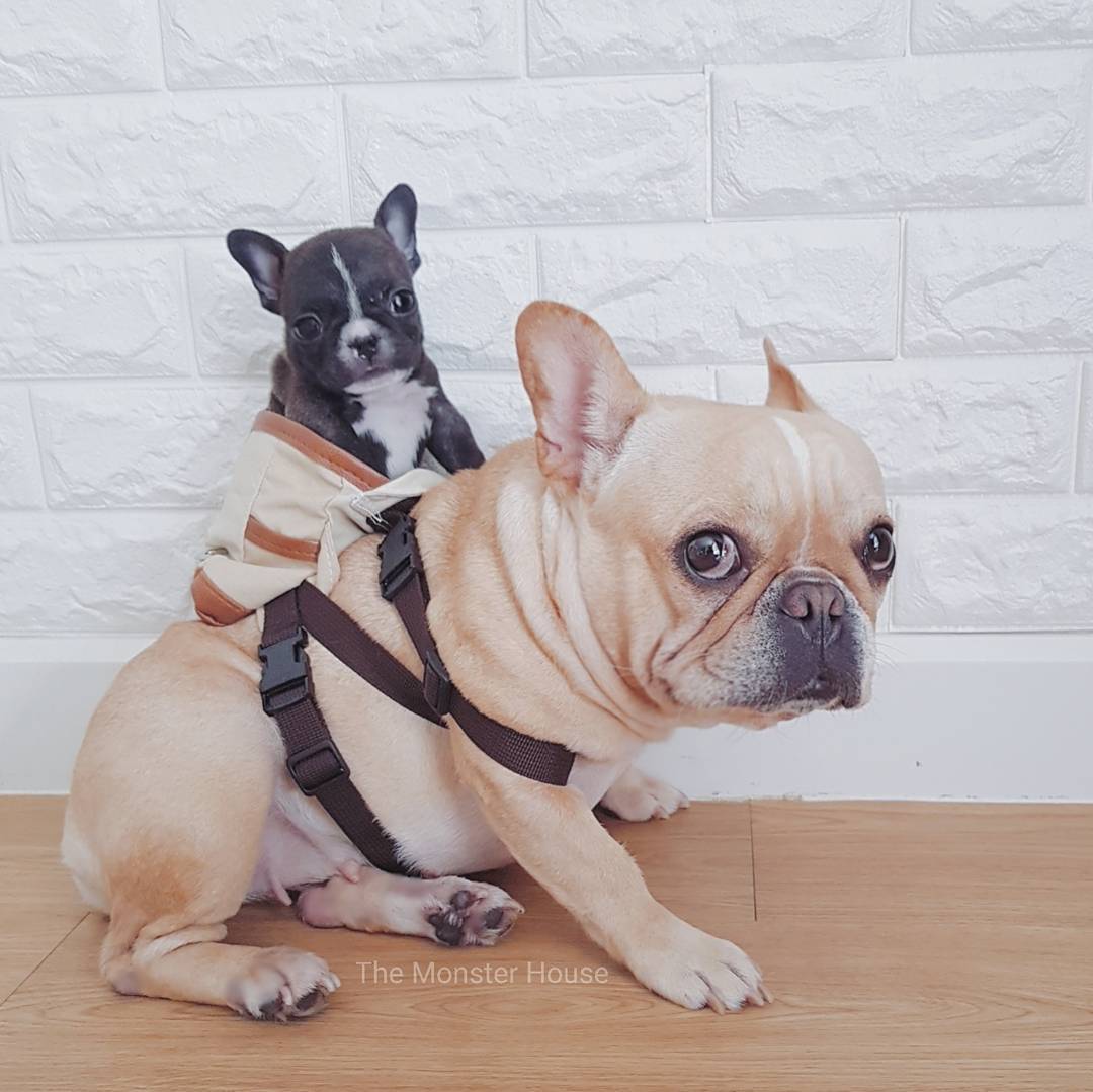 This tiny doggie backpack is clearly stuffed with equal parts cuteness and  drip. : r/aww