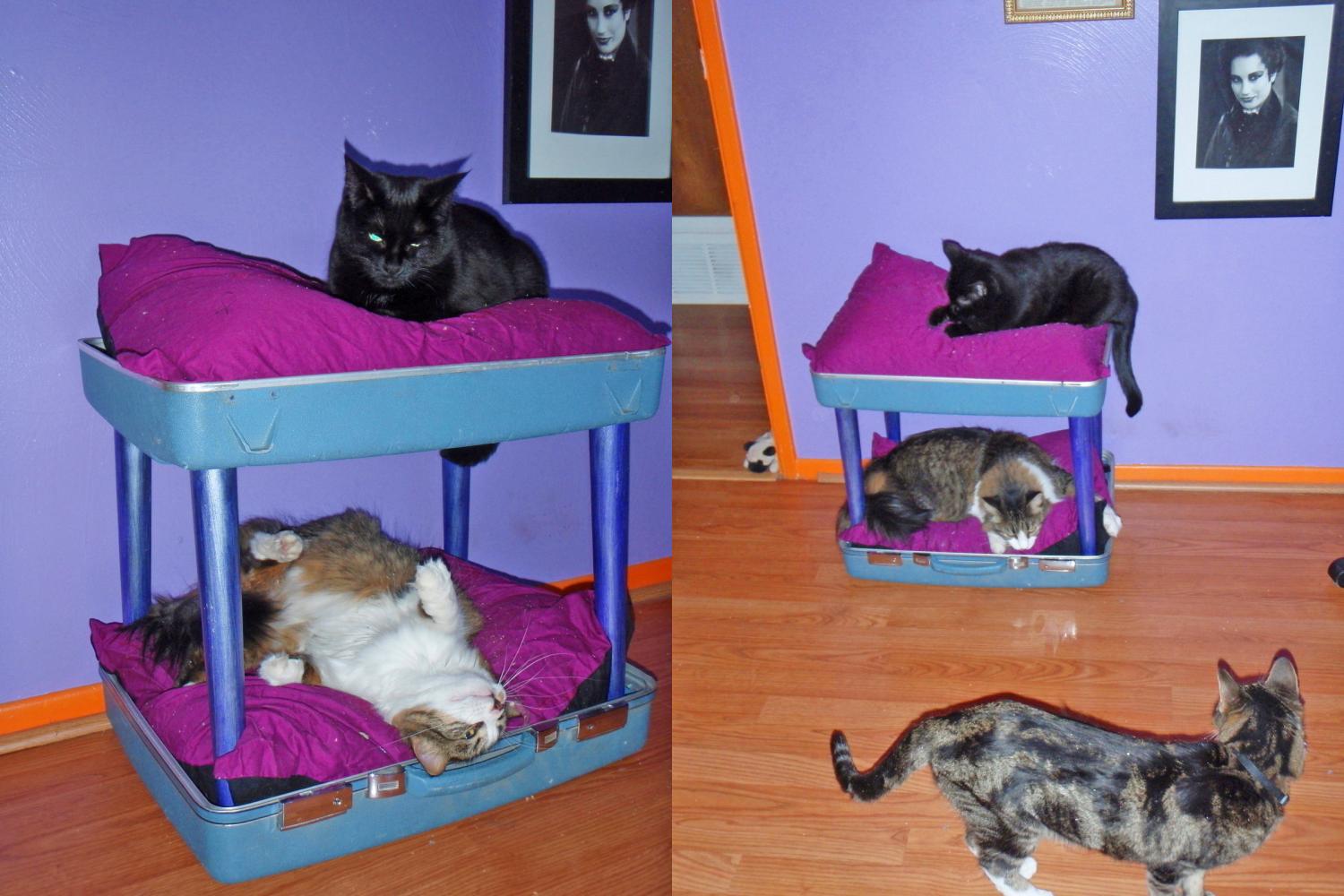 This Suitcase Cat Bunk Bed Is A, How To Make Cat Bunk Beds