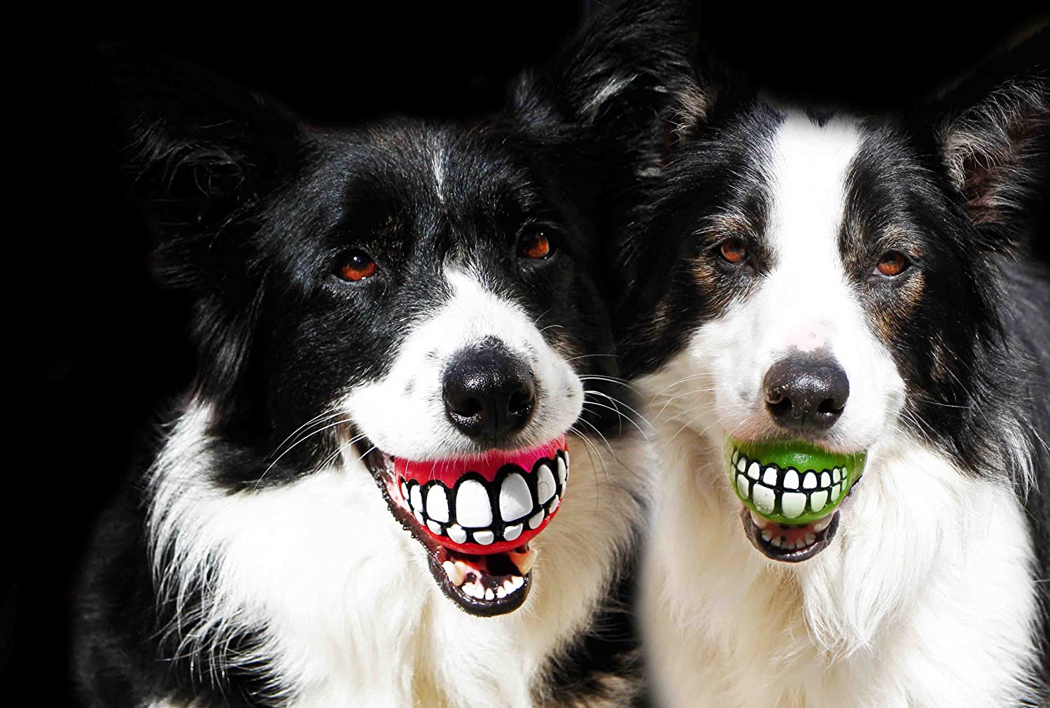 Funny dog ball teeth - Dog Ball Gives Your Dog Human Teeth