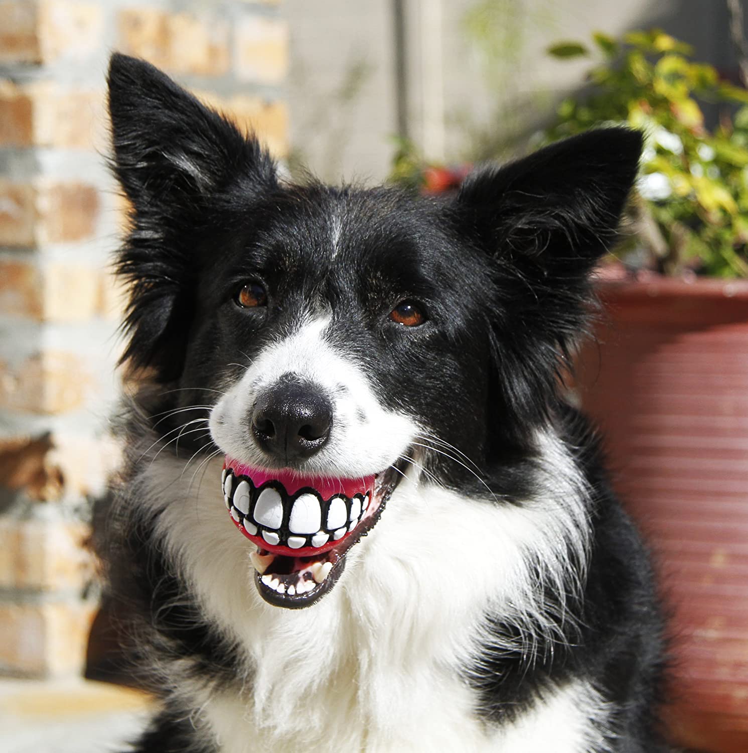 Funny dog ball teeth - Dog Ball Gives Your Dog Human Teeth