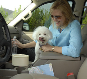 This Genius Pet Bowl Fits in Your Cup Holder, So Your Dog Can Easily Sip on  Road Trips