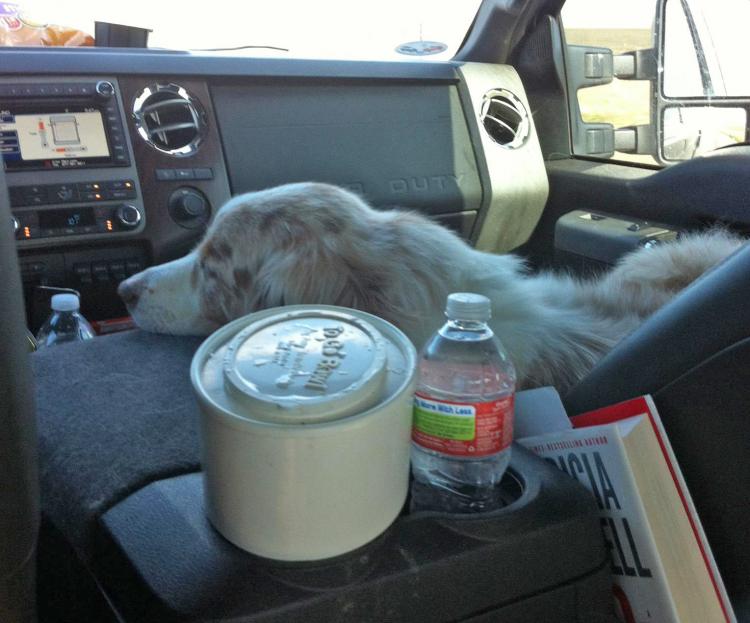 To Go Bowl A Travel Dog Water Dish That Fits In Your Cars Cupholder