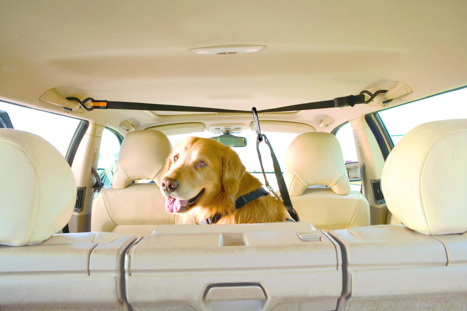Dog Car Zipline - Safety Auto zip line for dogs