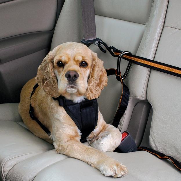 This Dog Car Zipline Keeps Your Doggo Safe While Still Letting Them