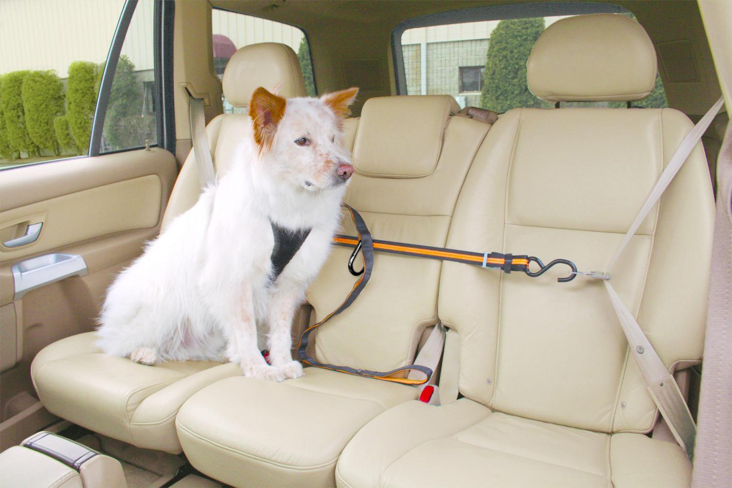 Dog Car Zipline - Safety Auto zip line for dogs