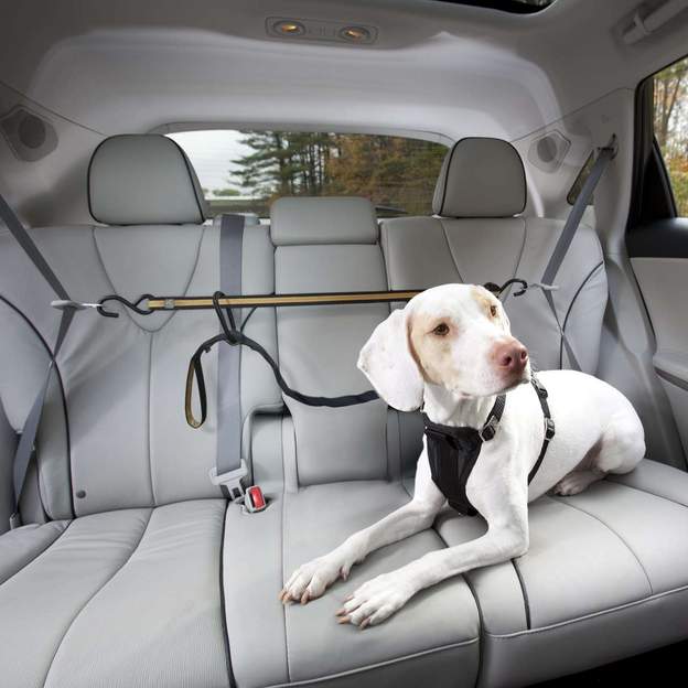 This Dog Car Zipline Keeps Your Doggo Safe While Still Letting Them