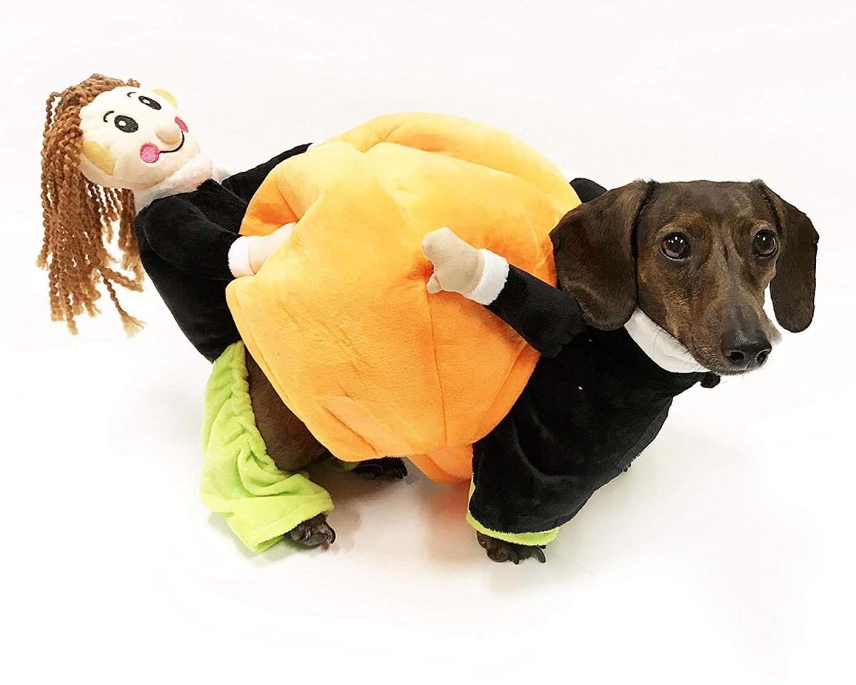 Dog Carrying Costume - Dogs carrying a pumpkin Halloween dog costume
