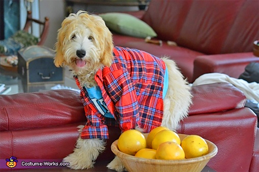 Dog outfit carrying present best sale