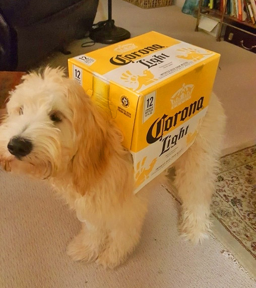 Dog Carrying Costume - Dogs carrying a case of beer Halloween dog costume