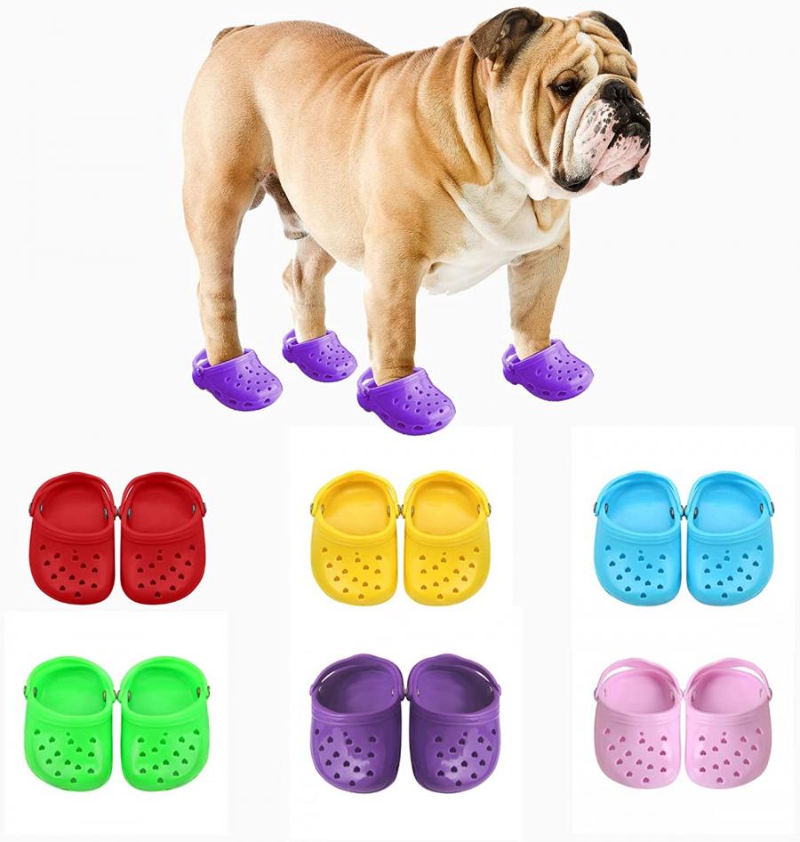 crocs dog