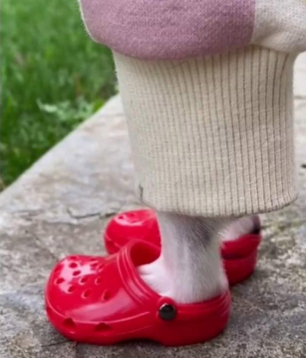 Dog Crocs Are Now A Thing, And Your Dog Probably Wants Them