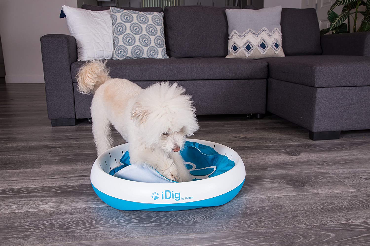 iFetch to Unveil First-Ever Interactive Digging Toy for Dogs at