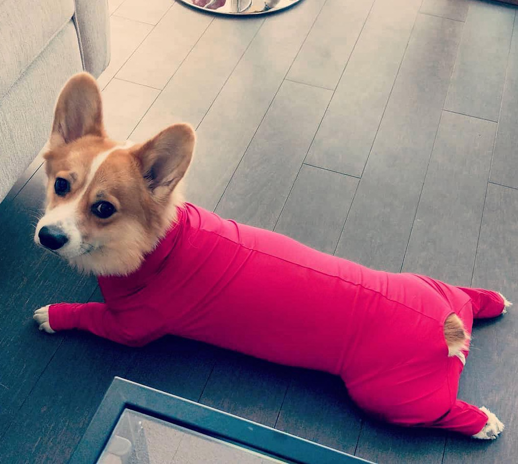 dog onesie